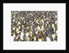 Big Molting Chick in King Penguin Rookery by Anonymous