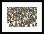 Big Molting Chick in King Penguin Rookery by Anonymous