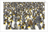 Big Molting Chick in King Penguin Rookery by Anonymous
