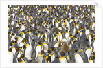 Big Molting Chick in King Penguin Rookery by Anonymous
