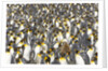Big Molting Chick in King Penguin Rookery by Anonymous