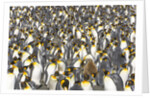 Big Molting Chick in King Penguin Rookery by Anonymous