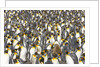 Big Molting Chick in King Penguin Rookery by Anonymous