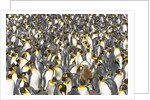 Big Molting Chick in King Penguin Rookery by Anonymous