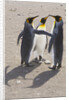 King Penguins Interacting on Beach by Anonymous