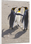 King Penguins Interacting on Beach by Anonymous