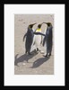 King Penguins Interacting on Beach by Anonymous