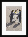 King Penguins Interacting on Beach by Anonymous
