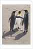 King Penguins Interacting on Beach by Anonymous