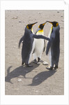 King Penguins Interacting on Beach by Anonymous