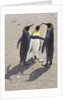 King Penguins Interacting on Beach by Anonymous