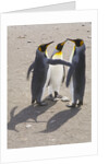 King Penguins Interacting on Beach by Anonymous