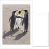 King Penguins Interacting on Beach by Anonymous