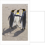 King Penguins Interacting on Beach by Anonymous