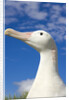 Wandering Albatross by Anonymous