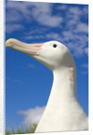 Wandering Albatross by Anonymous