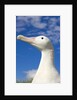Wandering Albatross by Anonymous