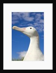 Wandering Albatross by Anonymous