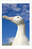 Wandering Albatross by Anonymous