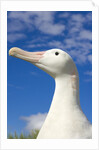 Wandering Albatross by Anonymous