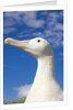 Wandering Albatross by Anonymous