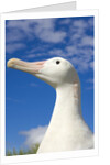 Wandering Albatross by Anonymous