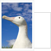 Wandering Albatross by Anonymous