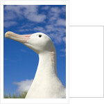 Wandering Albatross by Anonymous