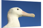Wandering Albatross by Anonymous