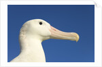 Wandering Albatross by Anonymous