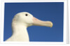 Wandering Albatross by Anonymous