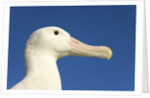 Wandering Albatross by Anonymous