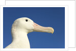 Wandering Albatross by Anonymous