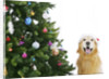 Golden Retriever by Christmas Tree