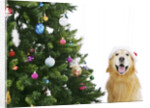 Golden Retriever by Christmas Tree