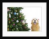 Golden Retriever by Christmas Tree