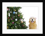 Golden Retriever by Christmas Tree