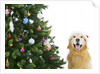 Golden Retriever by Christmas Tree