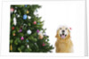 Golden Retriever by Christmas Tree