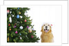 Golden Retriever by Christmas Tree