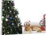 Golden Retriever by Christmas Tree
