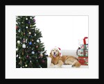 Golden Retriever by Christmas Tree