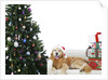 Golden Retriever by Christmas Tree