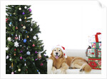Golden Retriever by Christmas Tree
