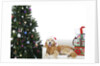 Golden Retriever by Christmas Tree