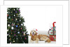 Golden Retriever by Christmas Tree