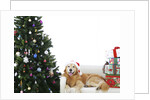 Golden Retriever by Christmas Tree