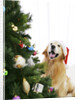 Golden Retriever by Christmas Tree