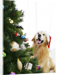 Golden Retriever by Christmas Tree