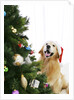 Golden Retriever by Christmas Tree